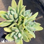 Pachyphytum Ocean Song Clustering