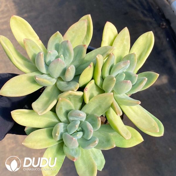 Pachyphytum Ocean Song Clustering - Image 2