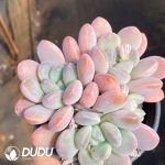 Echeveria Livy Beauty