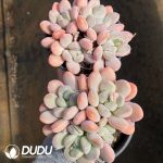 Echeveria Livy Beauty - Image 2
