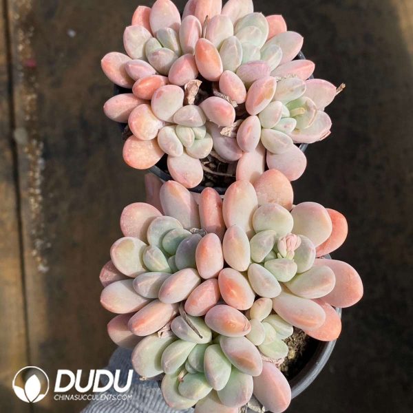 Echeveria Livy Beauty - Image 2