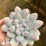 Echeveria Van Miller