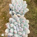 Echeveria Van Miller - Image 2
