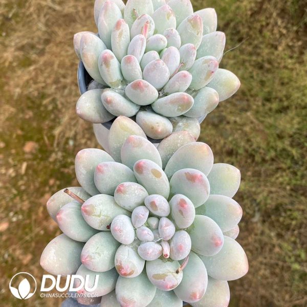 Echeveria Van Miller - Image 2