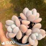 Echeveria Wen Yu Beauty