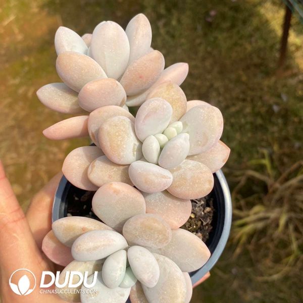 Echeveria Wen Yu Beauty - Image 2