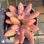 Pachyphytum Captain Jessop