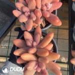 Pachyphytum Captain Jessop - Image 2