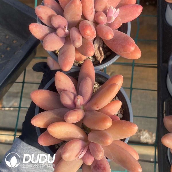 Pachyphytum Captain Jessop - Image 2
