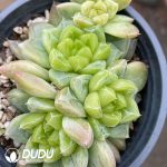 Echeveria 7UP Clustering