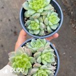 Echeveria 7UP Clustering - Image 2