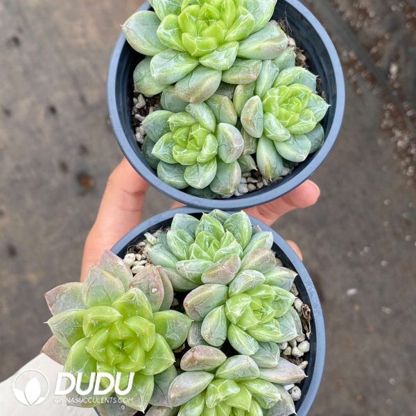 Echeveria 7UP Clustering - Image 2