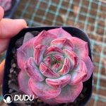 Echeveria Hongyue