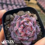 Echeveria Ziyue