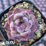 Echeveria Ziyue - Image 2