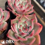 Echeveria Laimeng
