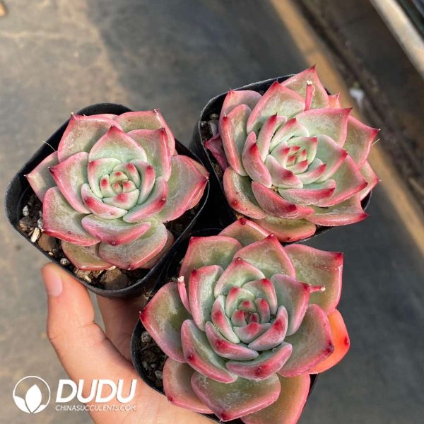 Echeveria Laimeng - Image 2