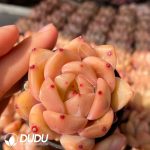 Echeveria Burgundy Champagne