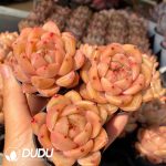 Echeveria Burgundy Champagne - Image 2