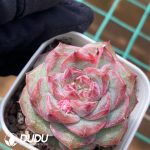 Echeveria Wine Infused Black Tea