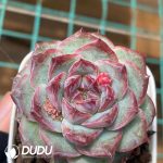 Echeveria Wine Infused Black Tea - Image 2