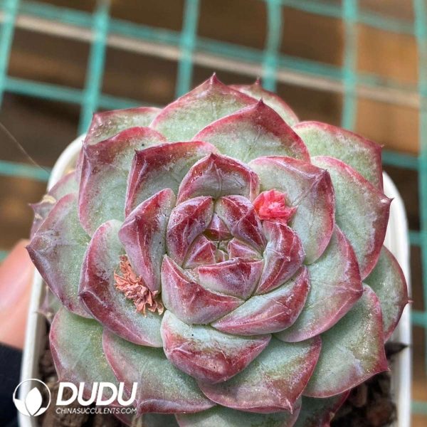 Echeveria Wine Infused Black Tea - Image 2