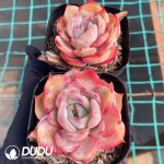 Echeveria Blood Curse