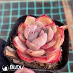 Echeveria Blood Curse - Image 2