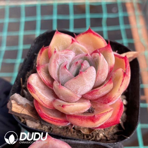 Echeveria Blood Curse - Image 2