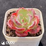 Echeveria Wenjin