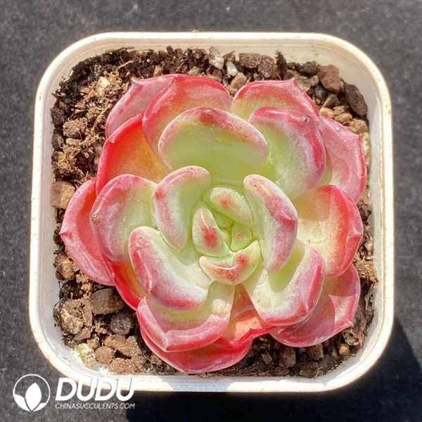 Echeveria Wenjin - Image 2