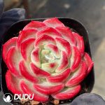 Echeveria Wenjin