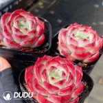 Echeveria Wenjin - Image 2