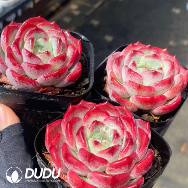 Echeveria Wenjin - Image 2