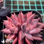 Echeveria Demon Soul Double Heads