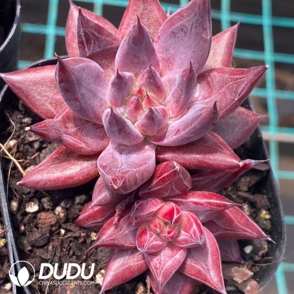 Echeveria Demon Soul Double Heads - Image 2