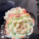 Echeveria Longing Double Heads