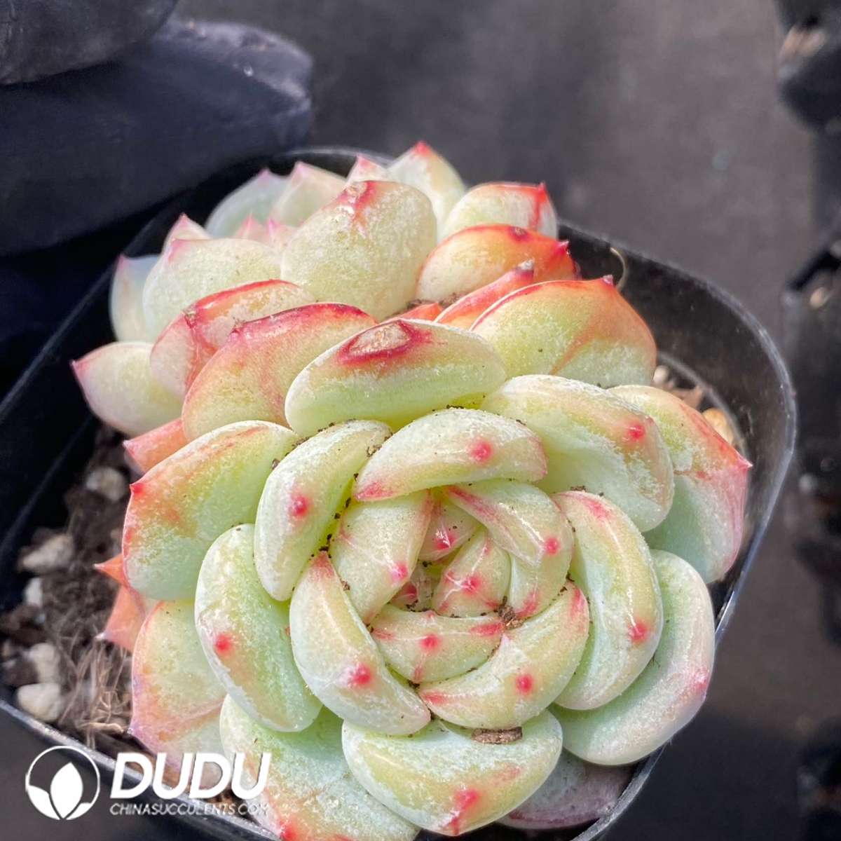 09180D60201.jpg Echeveria Longing Double Heads - Image 1