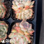 Echeveria Longing Double Heads - Image 2
