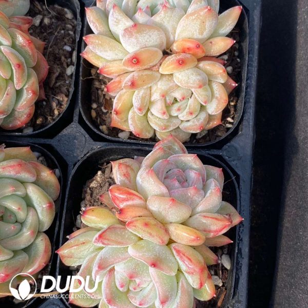 Echeveria Longing Double Heads - Image 2