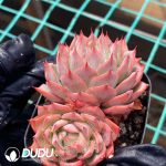Echeveria Lin Jie Anna Double Heads