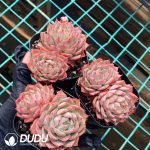 Echeveria Lin Jie Anna Double Heads - Image 2