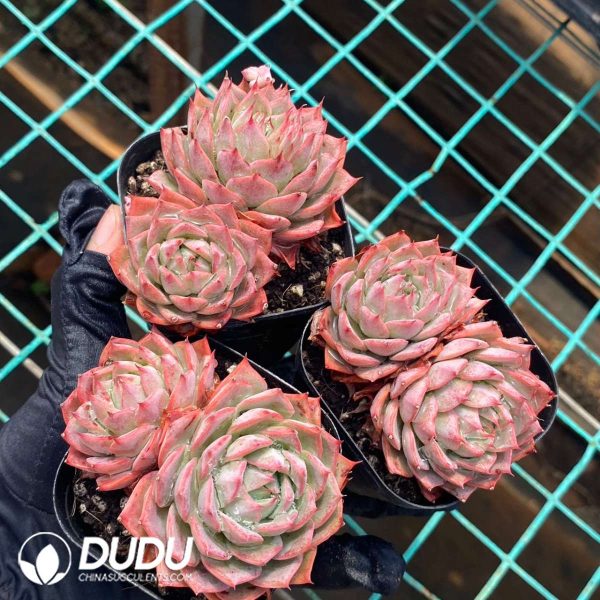 Echeveria Lin Jie Anna Double Heads - Image 2