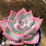 Echeveria Lucas