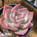 Echeveria Lucas - Image 2