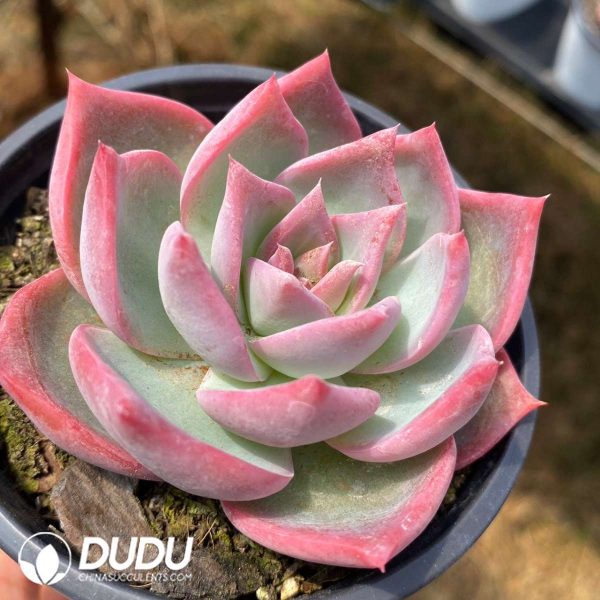 Echeveria Lucas - Image 2