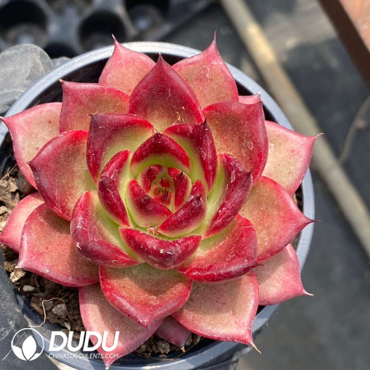 09183D90201.jpg Echeveria Cayenne - Image 1