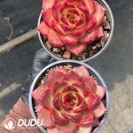 Echeveria Cayenne - Image 2