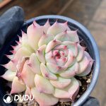 Echeveria Oscar
