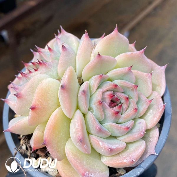 Echeveria Oscar - Image 2